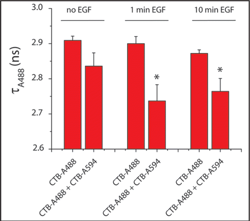 Figure 1 EGF stimulation induces coalescence of GM1-containing rafts. Serum-starved HER14 cells (NIH 3T3 cells stably expressing human EGFR), were labeled with 1 µg/ml cholera toxin B-subunit conjugated to Alexa Fluor 488 (CTB-A488) and/or Alexa Fluor 594 (CTB-A594) on ice. After 1 hour, the cells were recovered to 37°C and stimulated with 20 ng/ml EGF for 1 or 10 minutes. The cells were fixed with 4% formaldehyde and the coverslips were embedded in mowiol. The lifetimes of Alexa 488 were determined by FLIM analysis as described previously.Citation9 Histograms show the average lifetime values of four cells per condition (*p < 0.05).