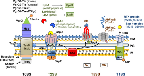 Fig. 1 Schematic representation of extensively studied secretion systems in Acinetobacter species, showing their general architecture, membrane components, and the most important effectors.T6SS effectors are vgrG-associated and are encoded by genes that are in close proximity to each of the four vgrG genes identified in A. baumannii. The VgrG1-associated, VgrG2-associated, and VgrG4-associated effectors are type VI lipase effector (Tle), a type VI DNAse effector (Tde), and a peptidoglycan-targeting type VI amidase effector (Tae), respectively. The VgrG3 type VI effector (Tse) does not possess characteristic functional domains and is predicted to have a role in bacterial killing. A large number of T2SS effectors have been identified, including the verified lipolytic enzymes LipAN, LipH, and the chaperone-dependent LipA (chaperone LipB), in addition to chaperone-dependent CpaA metallopeptidase (chaperone CpaB). More than 20 other predicted T2SS effectors are yet to be verified as true substrates. Two T5SS subtypes have been identified in A. baumannii, the Acinetobacter trimeric autotransporter (Ata) and the two-partner secretion (TPS) system AbFhaB/FhaC, which plays a role in cellular adhesion. Both the T2SS and T5SS depend on the Sec machinery for the translocation of substrates across the inner cytoplasmic membrane (IM). In addition, A. baumannii possesses a homolog of the TolC-HlyB-D T1SS, which secretes a hemolysin-like RTX protein and a Bap-like protein important for biofilm formation