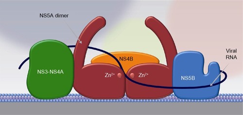 Figure 2 NS5A acts as a scaffold for other proteins in the viral replication complex.