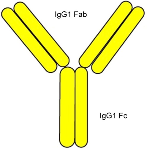 Figure 1 Structure of adalimumab.