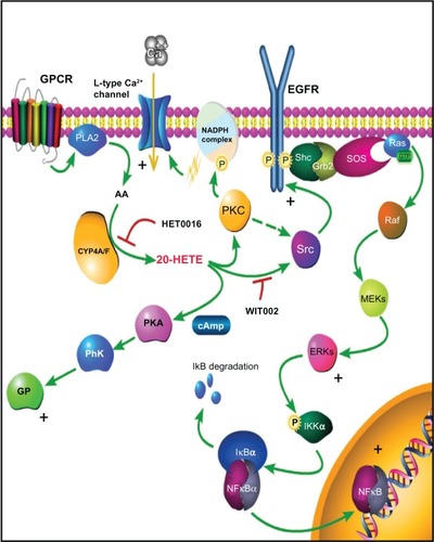 Figure 4 Proposed mechanism of action of 20-HETE.