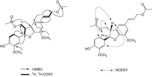 Figure 3.  Key HMBC, 1H,1H-COSY, and NOESY correlations of compound 1.