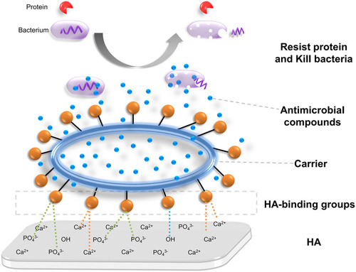 Figure 4 Common mechanism schema of antibacterial agent-releasing coatings. This type of coatings contains HA-binding groups (orange balls), carrier (the blue circle), and antimicrobial compounds (blue balls). HA-binding groups bind with Ca2+ or PO43- from HA, while the carrier release antimicrobial compounds reacting with bacteria to induce the death of bacteria.
