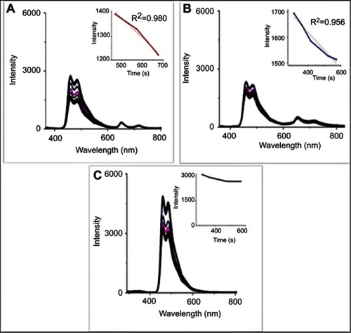 Figure 7 Singlet oxygen detection of (A) TPPS4, (B) CuInS/ZnS–TPPS4 conjugate and (C) 1,3-diphenylbenzofuran (DPBF) alone (inserts: changes in emission spectra of DPBF in presence of (A) TPPS4, (B) conjugate and (C) DPBF alone).