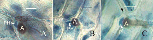 Figure 6. Development of fungal infection structures in host intercellular space and cell walls during interaction of banana with C. horii isolates. A, a primary hypha in intercellular space 120 h after inoculation. Note that a primary hyphae is in close contact with the host cell walls. B, a primary hypha in cell wall 120 h after inoculation. C, a primary hypha in cell wall 132 h after inoculation. Note that swollen primary hypha has caused the host cell wall to curve and rupture (arrowhead).