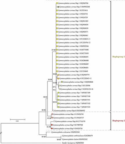 Figure 1. Neighbour-Joining (NJ) tree based on cytochrome c oxidase subunit I (COI) barcode gene sequences of ruffe Gymnocephalus cernua, Danube ruffe Gymnocephalus baloni, Gymnocephalus ambriaelacus and schraetzer (striped ruffe) Gymnocephalus schraetser, plus pike-perch Sander lucioperca as an outgroup. Bootstrap values (maximum likelihood-NJ) are shown above nodes if 50% or higher in value.