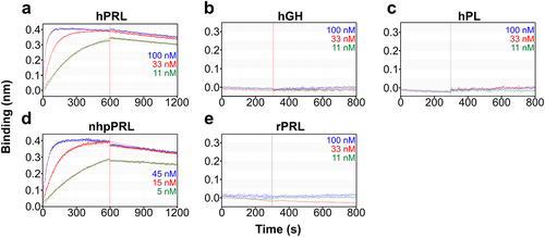 Figure 2. Binding kinetics of PL 200,039. Biolayer interferometry analysis of the binding of PL 200,039 to (a) hPRL, (b) hGH, (c) hPL, (d) nhpPRL, and (e) rPRL accomplished by immobilizing PL 200,039 onto anti-human-Fc capture biosensors, and incubating a range of concentrations (100, 33, 11 nM or 45, 15, 5 nM) of each analyte. Kinetic parameters were calculated using a 1:1 model with global fitting. Experimental response at each concentration are shown with each calculated fitted curve (solid lines).