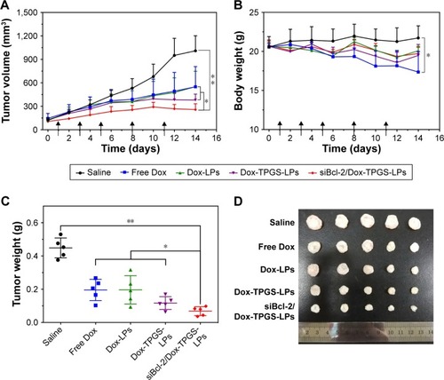 Figure 8 In vivo antitumor efficacy of the different formulations in H22 tumor-bearing BALB/c female mice.Notes: (A) Tumor volume and (B) body weight changes during the treatment period. The black arrows on the x-axis represent the time points of intravenous injections (ie, Days 1, 3, 5, 8, and 11). The injected dose of Dox and siBcl-2 per administration was 5 mg/kg and 1.2 mg/kg, respectively (n=5). (C) The weight and (D) image of tumors separated from the mice at the end of the experiment. (E) H&E staining of the heart and tumor tissues, and immunofluorescence analysis of the tumor tissues. The red dotted circles represent damaged cardiomyocytes after free Dox treatment. Data are presented as mean ± SD (n=5). *P<0.05 and **P<0.01.Abbreviations: Dox, doxorubicin; LPs, liposomes; siBcl-2, Bcl-2 siRNA; TPGS, D-α-tocopherol polyethylene glycol 1000 succinate.