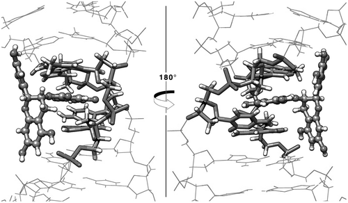 Figure 4. View from 5′ → 3′ (left) and 3′ → 5′ (right) of the representative structure from the top populated cluster extracted using the 10 independent simulations of the EGCG ligand with the ring D in the intercalation position.