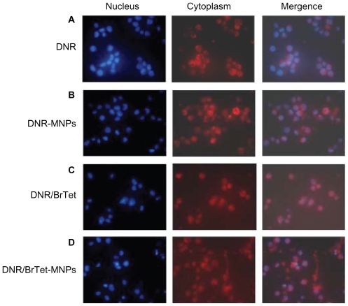Figure 3 Subcellular distribution of DNR in K562/A02 cells treated with DNR alone, DNR-MNPs, DNR/BrTet, and DNR/BrTet-MNPs under fluorescence microscope.Abbreviations: DNR, daunorubicin; BrTet, 5-bromotetrandrin; MNP, magnetic nanoparticle.