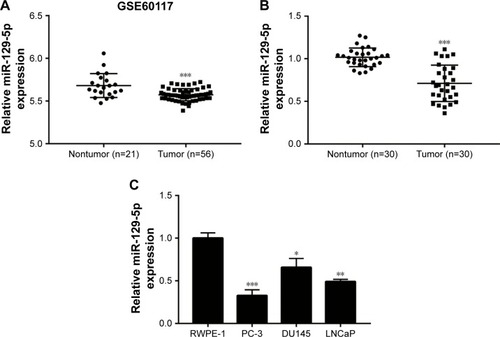 Figure 1 Downregulation of miR-129-5p in prostate cancer tissues and cell lines.Notes: (A) Through analysis of miRNA profiling in GSE60117, miR-129-5p was one of the most significantly downregulated miRNAs in 56 prostate tumor tissues compared with 21 normal prostate tissues. (B) Reverse transcription quantitative PCR indicated that miR-129-5p was decreased in 30 prostate cancer tissues in comparison with 30 matched normal prostate tissues. (C) In comparison with normal epithelial prostate cell line RWPE-1, expression of miR-129-5p was reduced in prostate cancer cell lines (PC-3, DU145, and LNCaP). *P<0.05, **P<0.01, ***P<0.001.