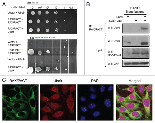 Figure 1 RAX/PACT interacts with the SUMO-conjugating enzyme Ubc9. (A) A two-hybrid screen identifies interaction between RAX/PACT and the SUMO conjugating enzyme, Ubc9. Top part: limiting dilution plate on SD-leu/-trp medium indicates presence of yeast two-hybrid binding domain and activation domain vectors. Lower part: RAX/PACT self-association and RAX/PACT interaction with Ubc9 are indicated by growth on SD-leu/-trp/-ade/-his plates. (B) Ubc9 and FLAG-tagged RAX/PACT were transiently transfected as indicated into H1299 cells. Following immunoprecipitation of Flagtagged RAX/PACT, western blotting using antibodies specific for Ubc9 demonstrated interaction between RAX/PACT and Ubc9. (C) Co-localization of Ubc9 and RAX/PACT in H1299 cells by immunofluorescence cell staining. Nuclei are indicated by DAPI staining.