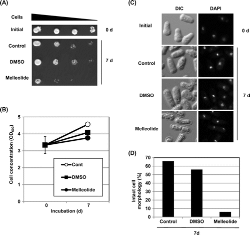 Fig. 3. Melleolide compromises the cell longevity of fission yeast. (A) Cells of wild-type strain SHM34-6D (h−) were incubated in YES medium for 7 days. DMSO (2%) or melleolide (400 μg/mL) were added at day 0. The viability of the cells was determined by colony formation of samples taken at 0 and 7 days of incubation. Fivefold serial dilutions of cells were spotted in 1-μL drops onto YES plates, and incubated at 30 °C for 2 days. (B) Cells of SHM34-6D were incubated as described in panel A. The values of the cell concentrations (OD600) are shown as averages with error bars for two independent experiments. (C) Cells of SHM34-6D (h−) were incubated in YES medium for 7 days, as described in panel A. They were fixed and stained as described in Fig. 2(B). (D) After 7 days of culture, cells with abnormal cell morphology were counted, and these are shown.