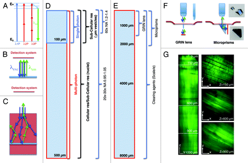 Figure 1. Imaging depth in intravital microscopy. (A) Jablonski diagram of fluorophore excitation by single and multiphoton microscopy. The energy gap between two energy levels (ground state, E0 and excited state, E*) can be filled by one, two or three photons. After thermal decay, the system relaxes to the ground state by emitting a photon. (B) All the photons generated by the imaging area are emitted, and collected by the detection system. (C) When the imaging area is located in solid tissue both the excitation beam (blue arrows) and the emitted photons (green arrows) are scattered. The deeper the targeted area the lower is the probability to excite a transition or to detect the emitted photons. (D) Diagram illustrating imaging modality, resolution and optics as a function of imaging depth. (E) Diagram illustrating alternative approaches to extend the imaging depth by MPM. (F) Diagram illustrating GRIN lenses and micro prisms inserted in the tissue to image up to 1–2 mm in depth. (G) Effect of the clearing agent scale/e. A portion of the quadriceps was excised from a mouse expressing soluble GFP, fixed in 2% formaldehyde and incubated for 3 d in the clearing agent scale/e.Citation40 A z-scan was acquired by two-photon microscopy (excitation wavelength 930 nm) using water immersion 25x lens (XLPL25XWMP, from Olympus). Notably, cleared tissue was imaged up to 1.2 mm and the muscle fibers were nicely resolved, whereas usually non-cleared tissue cannot be imaged beyond 500 µm.