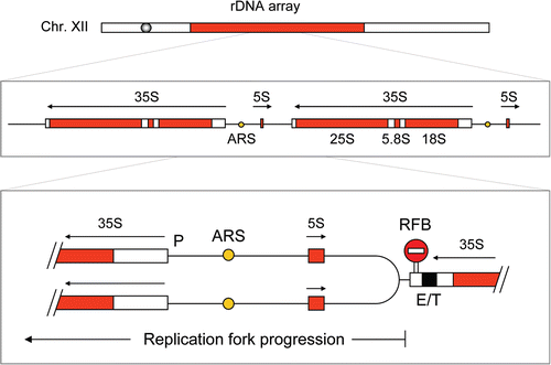 Figure 2 Schematic representation of the replication fork barrier at the S. cerevisiae rDNA array. This array is composed of ∼200 identical repeats (9.1 kb) containing a large 35S rRNA gene, a small 5S rRNA gene and a replication origin (ARS). Replication forks progressing opposite to the direction of 35S transcription are arrested at the replication fork barrier (RFB). P: Promoter of the 35S gene. E/T, enhancer/terminator.
