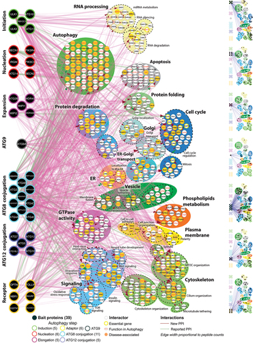 Figure 2. Gene Ontology (GO) biological process enrichments in the macroautophagy BioID network. Top GO biological process enrichments of 420 high confidence proximity interactors with selected GO annotations. Bait proteins are organized based on steps of macroautophagy. Edge width of arrows proportional to peptide count. In the right panels, hits associated with each step of macroautophagy are depicted as black dots. Associated p- and FDR values can be found in Table S6. ATG8, Atg8-family proteins.