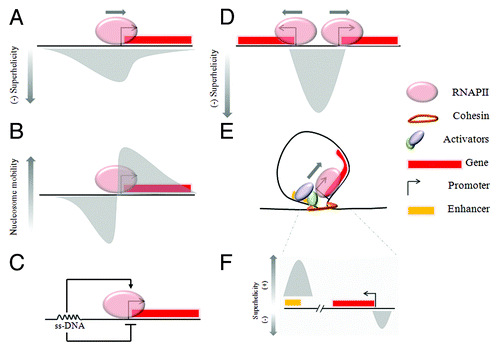 Figure 2. Transcription is associated with dynamic perturbation of DNA. (A) Negative DNA supercoiling occurs at upstream promoter regions of every transcribed gene. (B) Nucleosome mobilization potential is differentially affected upstream and downstream of transcribing RNA polymerase. (C) Non-B DNA formed as result of ongoing transcription has the capacity to regulate the promoter output in real-time. (D) The activity of divergent closely juxtaposed promoters may be mechanically coupled through dynamic supercoiling. (E) Enhancer transcription could be required to generate torsional stress which results in reorganization of local chromatin structure and favors enhancer-promoter communication.