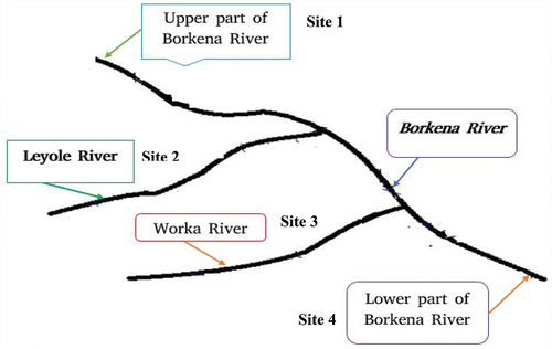 Figure 1. Geographical map of the study area (Borkena upper, Leyole, Worka and Borkena lower irrigated farm land).