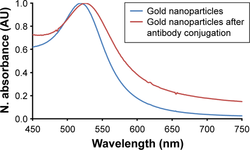 Figure S2 Antibody conjugation of gold nanoparticles produces a red shift in the ultraviolet–visible spectrometer.Abbreviations: AU, arbitrary unit; N, normalized.