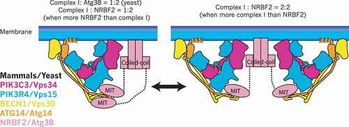 Figure 3. Binding stoichiometry between complex I and NRBF2/Atg38. In mammals, the stoichiometry between complex I and NRBF2 is 1:2 (one copy of complex I and one homodimer of NRBF2, left) when NRBF2 is more abundant than complex I, whereas it can be 2:2 (two copies of complex I and one homodimer of NRBF2, right) when complex I is more abundant than NRBF2. In yeast the stoichiometry is always 1:2 regardless of the comparative abundance between complex I and Atg38. It must be noted that the complex I subunit (S) binding to the MIT domain is still speculative