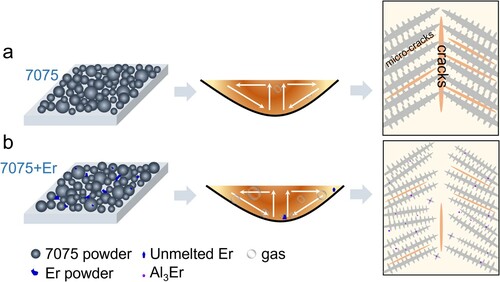 Figure 11. Schematic illustration of how Er-modified 7075 powders are different from the as-received 7075 powders. (a) When 7075 powders are subjected to laser beam, wide and shallow molten pools are formed, resulting in the outward Marangoni flow. Coarse columnar grains form due to epitaxial growth and temperature gradient in the molten pool. Long and wide cracks, therefore, initiate and propagate along the interdendritic colonies. (b) Irregular Er powders distribute around spherical 7075 powders. When exposed to laser beam, outward Marangoni flow, which tends to sweep the bubbles towards the solidification front, together with the unmelted Er particles, leads to increased gas porosity. When the Er particles reside in between the molten pools, lack-of-fusion pores may form. Because of the formation of Al3Er intermetallic, the nucleation of α-Al is facilitated, with finer grains in the molten pools. Cracks are thus reduced.