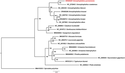 Figure 3. Maximum-likelihood phylogenetic tree of Amorphophallus yunnanensis and 18 related taxa from the family Araceae. Spirodela polyrhiza is used as an outgroup. The scale bar represents the number of substitutions at each locus. Accession numbers: Amorphophallus yunnanensis, OR400247 (this study); Amorphophallus coaetaneus, NC_072945 (Gao et al. Citation2023); Amorphophallus titanium, NC_056329 (Abdullah et al. Citation2021); Amorphophallus krausei, OR400248 (reference not available); Amorphophallus konjac, NC_046702 (Hu et al. Citation2019); Amorphophallus konjac, OR438675 (reference not available); Amorphophallus albus, NC_067990 (Shan et al. Citation2023); Caladium humboldtii, NC068800 (reference not available); Xanthosoma helleborifolium, NC_051873 (reference not available); Syngonium angustatum, MN046894 (Henriquez et al. Citation2020); Alocasia fornicata, MN636779 (reference not available); Leucocasia gigantea, NC_060475 (reference not available); Steudnera colocasiifolia, NC_051952 (reference not available); Arisaema franchetianum, MN046885 (Henriquez et al. Citation2020); Arisaema heterophyllum, NC_063965 (reference not available); Pinellia pedatisecta, MN046890 (Henriquez et al. Citation2020); Sauromatum giganteum, NC_050648 (Kim et al. Citation2020); Typhonium blumei, MT872311 (Low et al. Citation2021); Pistia stratiotes, NC_048522 (Quan and Chen Citation2020); Spirodela polyrhiza, MN419335 (reference not available).