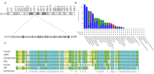 Figure 1 Gene structure, alteration frequency and conservative analysis of NUSAP1. (A) Chromosome location of NUSAP1 (Highlighted in red line) was shown in first panel. Gene structure of NUSAP1 was shown in second panel. Black box represents exons and grey box represents introns. (B) The bar plot presented the alteration frequency of NUSAP1 in different human tumors. Green, blue, purple, red and grey color represent the rate of mutation, involving deep deletion, fusion, amplification and multiple alterations, respectively. (C) Alignments analysis of NUSAP1 protein sequence among human, cattle, chimpanzee, dog, mouse and pig. The degree of conservation of each amino acid residue among these sequences was marked in blue (100% conserved) green (75% conserved) or khaki (50% conserved).