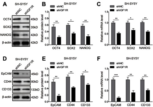 Figure 6 Knockdown of IGF1R downregulates cancer stem cell markers in NB cells. (A–C) Expressions of the stem cell-related transcription factor in SH-SY5Y cells, including OCT4, SOX2, and NANOG detected by Western blot (A and B) and RT-PCR (C). (D–F) Expressions of the stem cell markers in SH-SY5Y cells, including Epcam, CD44, and CD133 detected by Western blot (D and E) and RT-PCR (F). *P<0.05, **P<0.01, ***P<0.001 vs shNC group. All data are shown as the mean±SD based on three independent experiments.Abbreviations: NB, neuroblastoma; IGF1R, insulin-like growth factor 1 receptor.