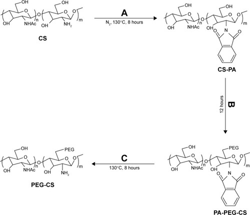 Figure 1 Synthetic routes of PEG-CS.Notes: (A) PA, (B) EDC, HOBt, PEG, and (C) HM.Abbreviations: CS, chitosan; EDC, carbodiimide hydrochloride; HM, hydrazine monohydrate; HOBt, 1-hydroxybenzotriazole monohydrate; PA, phthalic anhydride; PA-CS, phthaloyl anhydride-chitosan; PA-PEG-CS, phthaloyl anhydride PEGylated chitosan; PEG, poly(ethylene glycol); PEG-CS, poly(ethylene glycol)-chitosan.