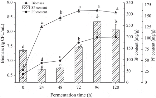 Figure 1. Effects of fermentation time on biomass, SP and PP content. SP = soluble protein and PP = polypeptide. Different letters (a-f) indicate significant differences (P < 0.05).Figura 1. Efectos del tiempo de fermentación sobre la biomasa con contenido de SP y PP. SP = proteína soluble y PP = polipéptido. Las letras diferentes (a-f) indican la presencia de diferencias significativas (P < 0.05).