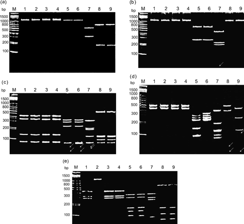 Figure 2. Polyacrylamide gel electrophoretic patterns of the PCR product (1022 bp) from the σC-encoding gene of each isolates digested with restriction enzymes Bcn I (1a), Hae III (1b), Taq I (1c), Dde I (1d), and Hinc II (1e). Lane M, molecular weight marker of 1 kb DNA ladder; lane 1, S1133; lane 2, 2408; lane 3, 750505; lane 4, 601SI; lane 5, 601G; lane 6, R2/TW; lane 7, 916; lane 8, 918; lane 9, 1017-1 The arrows indicate the faint bands. A diagram showing the location of restriction siteis is shown in Figure 3.