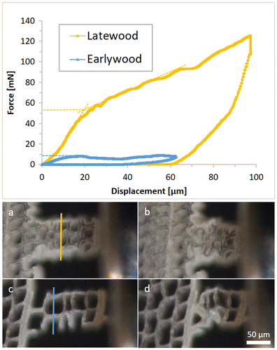 Figure 10. Force–displacement diagram of two tangential compression samples on a RT-section. The dashed lines in the diagram indicate the onset forces of cell wall collapses. (a)–(d) are optical micrographs of the tested samples; (a) and (b) show the latewood sample, (c) and (d) the earlywood sample, before testing and at maximum displacement, respectively. The lines in (a) and (c) were used for density estimation.