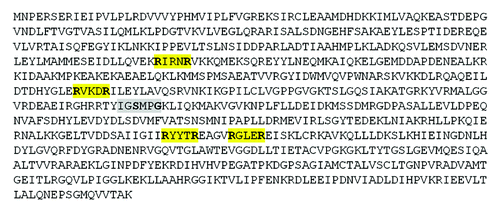 Figure 1. Lon contains c-di-GMP binding motifs. The four RXXXR c-di-GMP-binding motifs which are highly conserved in PilZ-domain containing proteins are shown in yellow. The IGSxxG c-di-GMP-binding motif of BdcA is shown in gray.