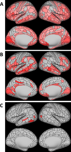 Figure 4 Associations between retinal thickness and parcel-wise measures of cortical surface area and thickness. (A) Retinal nerve fibre layer thickness and cortical surface area (n=821); (B) Ganglion cell-inner plexiform layer thickness and cortical surface area (n=818); (C) Ganglion cell-inner plexiform layer thickness and cortical thickness (n=818). All models were adjusted for sex and axial length. Coloured parcels represent standardised coefficients with p<0.05 after false discovery rate correction.