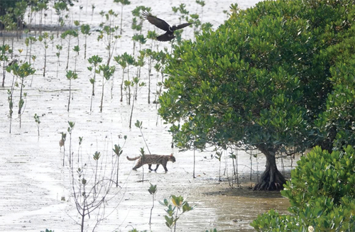 Photo 12. Prionailurus bengalensis and Corvus pectoralis in the mangroves of the Fengtang estuary. Photographer: Hua-Lin Xu.
