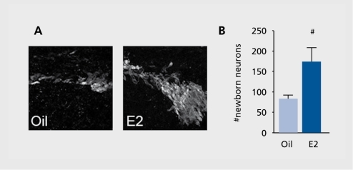 Figure 2. Estradiol influences the number of newborn neurons. Panel A shows confocal micrographs of newborn neurons dual-labeled with bromodeoxyuridine and doublecortin in vehicle and estradiol-treated mice following stroke injury. Panel B shows the mean of groups of 4 to 6 animals in each experimental group and shows that the differences are statistically significant.