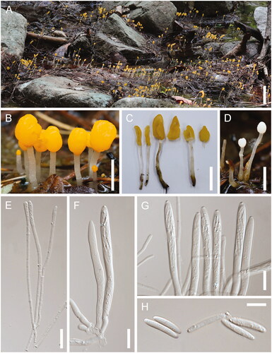 Figure 2. Morphological characteristics of Mitrula aurea sp. nov. (A–C) Most of our specimens have yellow apothecia, but one collection (KA21-0148) produced white apothecia (D); (E) Paraphyses; (F, G) Asci; (H) Ascospores. Scale bars: A = 5 cm; B–D = 1 cm; E–H = 10 μm.