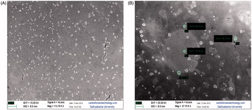 Figure 2. Scanning electron microscopy image of bare liposomes (A) and liposomal oleic acid (B).