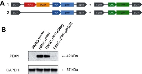 Figure 1 Construction of PDX1 overexpression in PANC-1 cells. (A) Scheme of the lentiviral construct used to obtain GFP-labeled PANC-1PDX1 (1) and PANC-1Control (2) cells. (B) Western blot analysis of the expression of the PDX1 protein in PANC-1PDX1 cells and in the PANC-1Control group, and the expression of PDX1 in PANC-1PDX1 after treatment with anti-PDX1 siRNA and negative siRNA. Abbreviations: PCNA - proliferating cell nuclear antigen gene promoter; PDX1 -Pancreatic And Duodenal Homeobox 1 gene; PGK - promoter of 3-phosphoglycerate kinase gene; puro - puromycin-resistance gene encoding N-acetyl-transferase; CMV - cytomegalovirus promoter; GFP  - green fluorescent protein gene, 5'-LTR, 3'- LTR - 5' and 3' long terminal repeat; GAPDH - Glyceraldehyde 3-phosphate dehydrogenase; kDa - kilodalton.