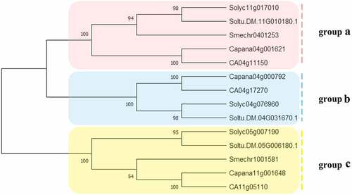Figure 1. The phylogenetic analysis of SUT proteins from C. annuum, S. lycopersicum, S.melongena, S. tuberosum. Fourteen SUT proteins were used to construct the NJ tree with 1000 bootstraps based on the protein sequences. The SUT proteins were grouped into 3 groups.