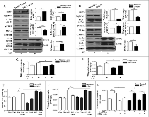 Figure 9. SIRT1 attenuates lipid accumulation in hepatocytes through SIRT1-mediated induction of autophagy. Increased protein levels of SIRT1 in HepG2 cells transfected with a SIRT1 vector increased LC3-II conversion, while decreased expression of SQSTM1 was verified by immunoblots (A). Expression ratio of pPRKA/PRKA was also increased in SIRT1 overexpression cells. Furthermore, transfection with siRNA against SIRT1 decreased both SIRT1 protein levels and also conversion of LC3-I to LC3-II (B). Expression of SQSTM1 was significantly increased, while pPRKA levels were not affected. To investigate whether SIRT1 could regulate lipid accumulation in hepatocytes, either a SIRT1 overexpression vector or siRNA directed against SIRT1 were transfected into HepG2 cells and primary mouse hepatocytes. In HepG2 cells (C) and primary hepatocytes (D), OA-induced increases in intracellular TG contents were significantly reduced by SIRT1 overexpression. In accordance with the data presented in Figure 6D, OA-induced intracellular lipid accumulation was significantly alleviated by metformin treatment of control siRNA-treated HepG2 cells (E) and primary hepatocytes (F). In contrast, reduction of lipid contents by metformin was negligible in SIRT1-knockdown cells. Lipid accumulation was also examined in the presence or absence of the autophagic inhibitor 3MA (G). OA-treated HepG2 cells exhibited a significant increase in lipid accumulation. However, SIRT1 overexpression significantly decreased OA-induced intracellular lipid accumulation. Lipid contents of cells treated with 5 mM 3MA and transfected with SIRT1 were similar to those of cells treated with OA alone. Values are displayed as means ± SEM of 8 mice per group. Asterisks (*P < 0.05,**P < 0.01,***P < 0.001) indicate significant differences.