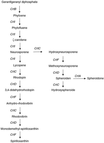 Fig. 9 Synthetic pathway of Lycogen™.