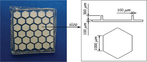 Figure 1.  PLGA micro-device with micro-honeycomb structures containing 5-FU with the size of the micro-chambers on the right side.