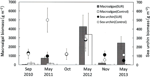 Fig. 5. Effects of sea urchin removal (SUR) on the biomass of macroalgae and sea urchins (g wet weight m−2, mean ± standard error) in the southwestern site (SW, Kaminokuni) from September 2010 to May 2013 (SUR, n = 5–12; control, n = 4).