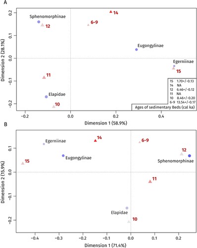 FIGURE 4. Results of the correspondence analyses excluding Amphibolurinae using the number of identified specimens, NISP, A, and minimum number of individuals, MNI, B, as symmetric maps (rows and columns as principal coordinates). Points (rows) represent different taxa, and triangles (columns) represent different sedimentary beds. Sizes of the symbols correspond to relative frequencies, while the color intensity of the symbols is proportional to their absolute contribution to the planar display. Ages of the sedimentary beds are given in calibrated thousands of years ago (cal ka).