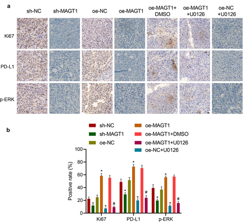 Figure 7. MAGT1 accelerates the tumor formation of glioma cells in mice. A-B: Representative images (a) of immunohistochemical staining to detect expression of Ki-67, PD-L1 and extent of p-ERK in glioma tissues and corresponding quantification (b) using the ‘IHC Profiler’ plugin of the ImageJ software. n = 6 for each group. * p < 0.05 versus the sh-NC or oe-NC group, # p < 0.05 versus the oe-MAGT1 + DMSO group.