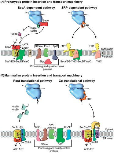 Figure 1. Protein targeting pathways in bacterial and mammalian cells (A) Bacteria engage two targeting pathways for delivering proteins to the SecYEG translocon. The SecA-dependent pathway is used by periplasmic and outer membrane proteins, which contain a cleavable signal sequence. Cytosolic chaperones, including trigger factor and tetrameric SecB keep the nascent polypeptide in a translocation-competent state during its journey to the membrane. The pre-protein is then transferred to SecA, which drives translocation through the SecYEG channel by ATP hydrolysis. Although it is generally assumed that SecA acts post-translationally, some data indicate that SecA can bind to ribosome-nascent chains (RNCs), i.e. that it can also act co-translationally. The SecYEG translocon interacts at least transiently with the SecDFYajC complex, which might support the proton-motif force (pmf)-dependent steps during protein transport. The co-translational SRP-pathway is mainly used for inner membrane proteins and initiated by the ribosome-bound SRP. SRP-RNCs bind to the SecYEG-bound SRP receptor FtsY, RNCs dock onto the SecYEG translocon and the SRP-FtsY complex dissociates in a GTP-dependent manner. During the lateral exit from the SecYEG channel, the nascent membrane protein contactsYidC. YidC is shown to support SecYEG during membrane protein insertion, and it also acts as a SecYEG independent insertase for small or closely spaced membrane proteins. Targeting of membrane proteins to YidC also appears to be SRP-dependent. The translocon associates transiently with several additional proteins, that are required for cleaving the signal sequences of secretory proteins (signal peptidase, SPase), for protein folding (the periplasmic chaperones Skp and PpiD) or for quality control (the membrane-bound protease FtsH). (B) In eukaryotes, the Sec61-mediated insertion and the translocation occurs both co-translationally and post-translationally. During post-translational targeting, fully synthesized pre-proteins are kept in a transport-competent state by members of the Hsp90, Hsp70 and Hsp40 chaperone families. Translocation is mediated by the Sec61 complex in association with Sec62/Sec63 and the chaperone BiP at the lumenal side of the ER membrane. BiP binds to the translocating substrates in the ER lumen and prevents their back-sliding by an ATP-dependent ratcheting mechanism. The eukaryotic SRP pathway delivers both membrane proteins and secretory proteins co-translationally to the Sec61 complex. The eukaryotic SRP receptor consists of two unrelated GTPases, SRα (homologous to FtsY) and SRβ. The Sec61 translocon associates in a substrate-dependent manner with additional proteins that either bind to RNCs (Ramp4) or are suggested to assist membrane protein folding (TRAM, Sec63). BiP is also required for co-translational transport. Like in bacteria, additional proteins are involved in processing and quality control (SPase; TRAP [translocon associated protein], oligosacharyl transferase [OST], the Hsp40-homologue Erj1 or AAA-proteases). This Figure is reproduced in color in the online version of Molecular Membrane Biology.