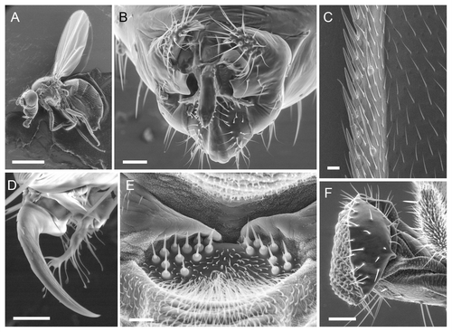 Figure 3. Examples of wild type structures at varying magnifications in w1118 flies. (B, D and E) were scanned in large format (2048 pixel width). Beam = 15 kV for (A, B, E and F). (A) Whole female mounted in CCC; bar = 1 mm; shot at 20×. (B) Male genitalia (ventral); bar = 50 µm; shot at 250×. (C) Male wing margin (distal is up); bar = 10 µm; shot at 500× and 7.5 kV. (D) Male tarsal claw and pulvillus; bar = 10 µm; shot at 2000× and 10 kV. (E) Sensory hair bed on the ventral anterior side of the thorax near the head (male; anterior is up). Bar = 10 µm; shot at 1500×. (F) Proboscis; bar = 50 µm; shot at 340× and spot = 3.0.