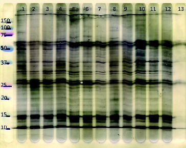 Figure 2. Representative Western blot of the same plasma samples as in Figure 1, for the IgG isotype showing different animals of different ages and fed different diets (separate lanes represent individual calves). There are qualitative similarities of the conserved staining pattern in animals but with quantitative differences. More fragments are recognized at lower molecular weight for IgG than IgM. Lanes 1 and 3: restricted diet, 20 weeks of age; lanes 2 and 4: restricted diet, 26 weeks of age; lanes 5, 7, 9, and 11: ad libitum diet, 20 weeks of age; lanes 6, 8, 10, and 12: ad libitum diet, 26 weeks of age. The most left lane represents molecular weight (kiloDalton) markers. The most right lane (13) in which no serum was incubated represents the conjugate (rabbit anti-bovine IgG/PO) control.