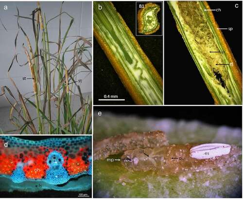 Figure 1. Participants in a multi-species interaction: the grass Dactylis glomerata, the fungus Epichloë typhina and a fly of Botanophila sp.: (a) tuft of the grass with several stromata of E. typhina, the fungus causing ‘choke disease’; (b) longitudinal and transversal (B1) section through the stromata; (c) section through the inside of stromata with destroyed inside of the plant stem by insects: sp – perithecial stromata, ch – chlorenchyma, ip – internal part; (d) section of stroma visualized using fluorescence microscopy, showing red autofluorescence of active chloroplasts, bright blue fluorescence of vascular tissues and dim blue fluorescence of fungal surface mycelium forming stroma: ch – chlorenchyma, sc – sclerenchyma, bs – vascular bundle, fs – fungal stromata; (e) larva of the Botanophila fly emerging from the chamber, with visible egg shell: mp – mouth parts, dt – digestive tract, pu – pupa, es – egg shell